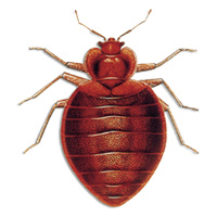 Bettwanze