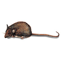 Hausmaus