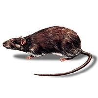 Wandratte